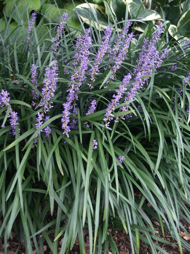 Q041 Liriope Muscari Big Blue - View 14 from www redcrocus com