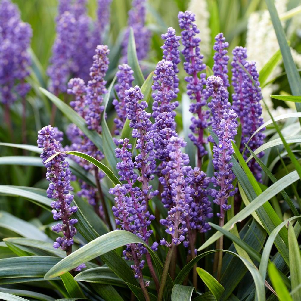Q041 Liriope Muscari Big Blue - View 15 from www redcrocus com