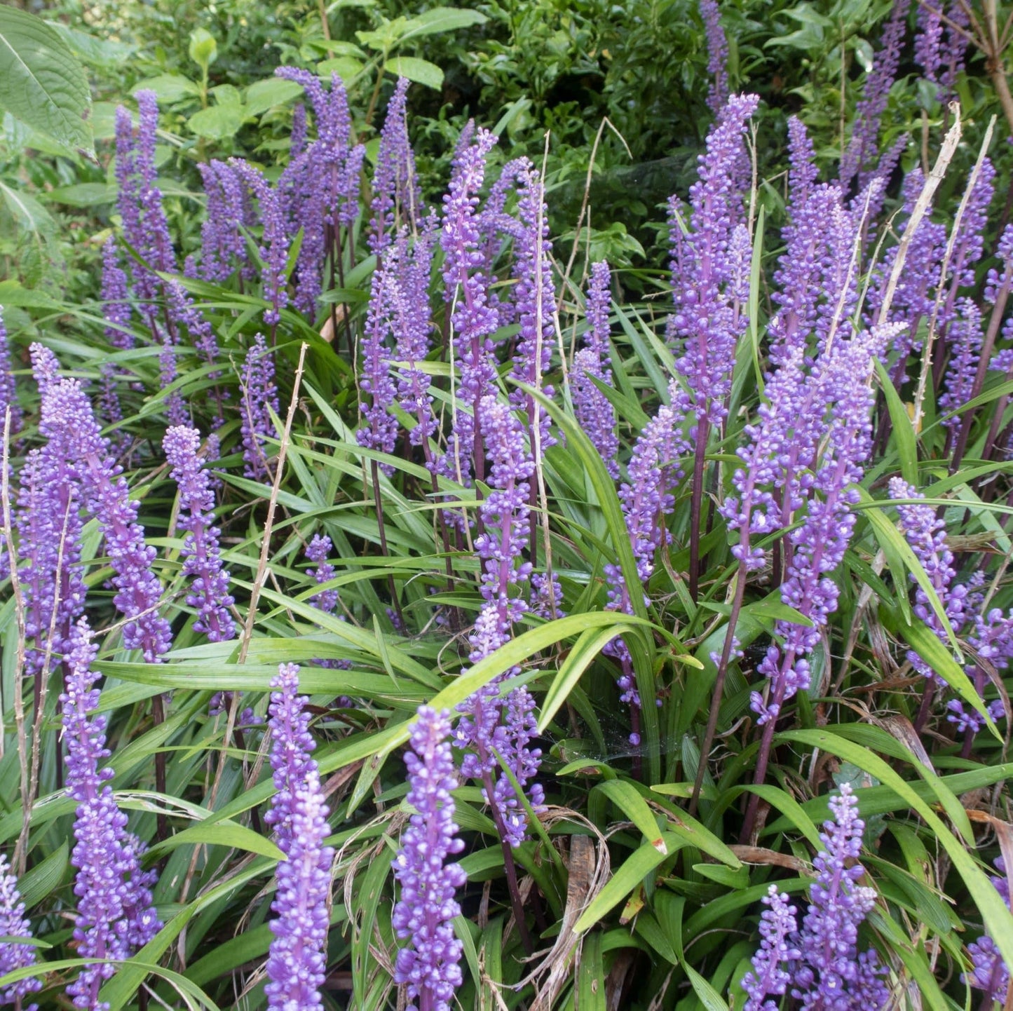 Q041 Liriope Muscari Big Blue - View 16 from www redcrocus com