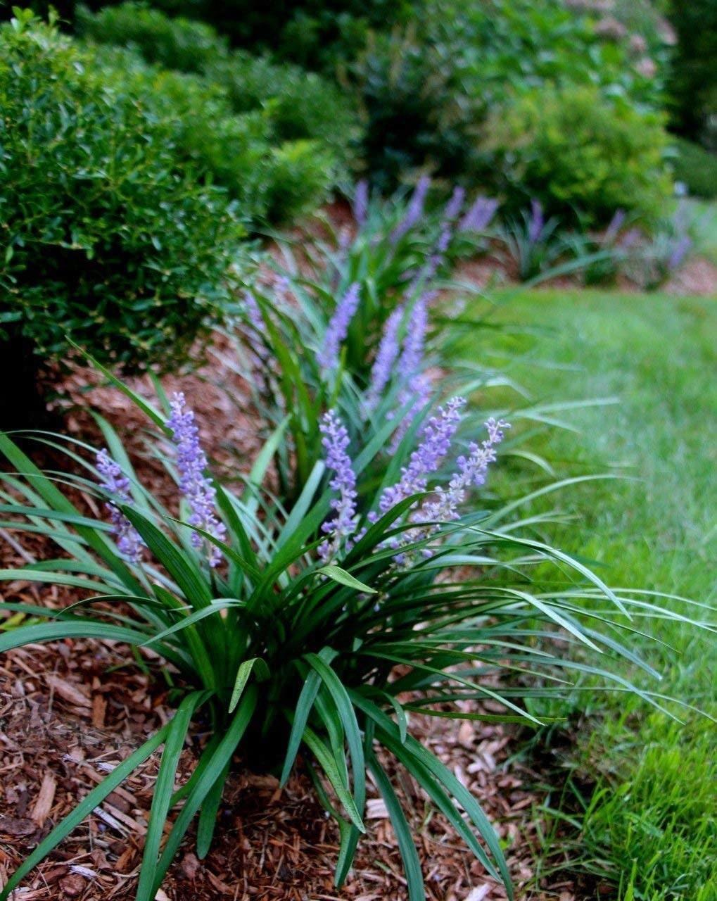 Q041 Liriope Muscari Big Blue - View 17 from www redcrocus com
