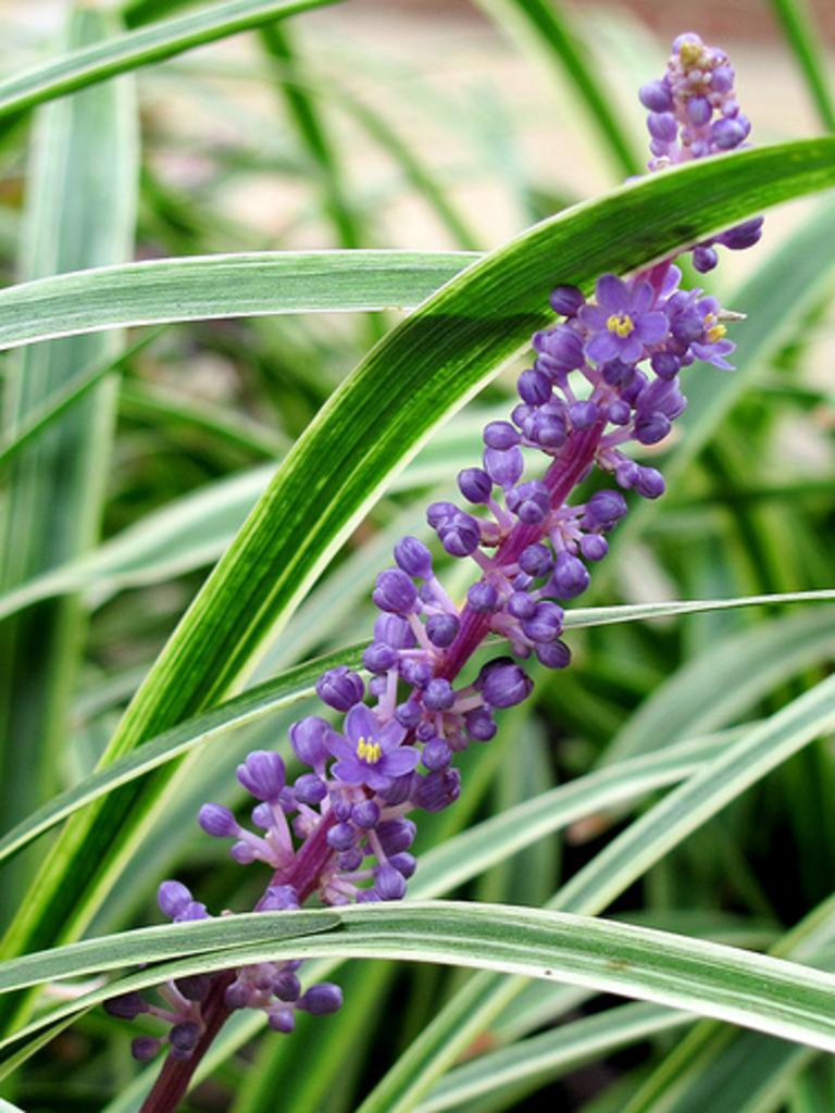 Q041 Liriope Muscari Big Blue - View 17 from www redcrocus com