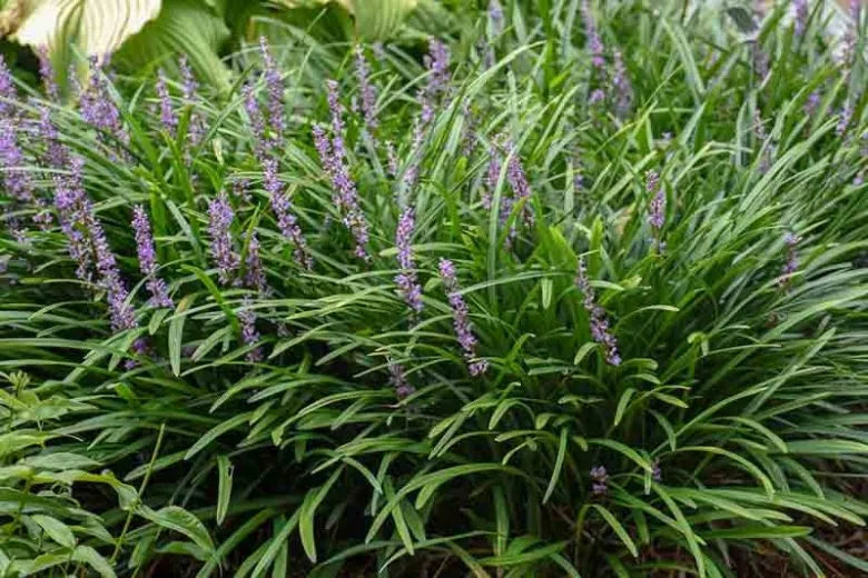 Q041 Liriope Muscari Big Blue - View 18 from www redcrocus com