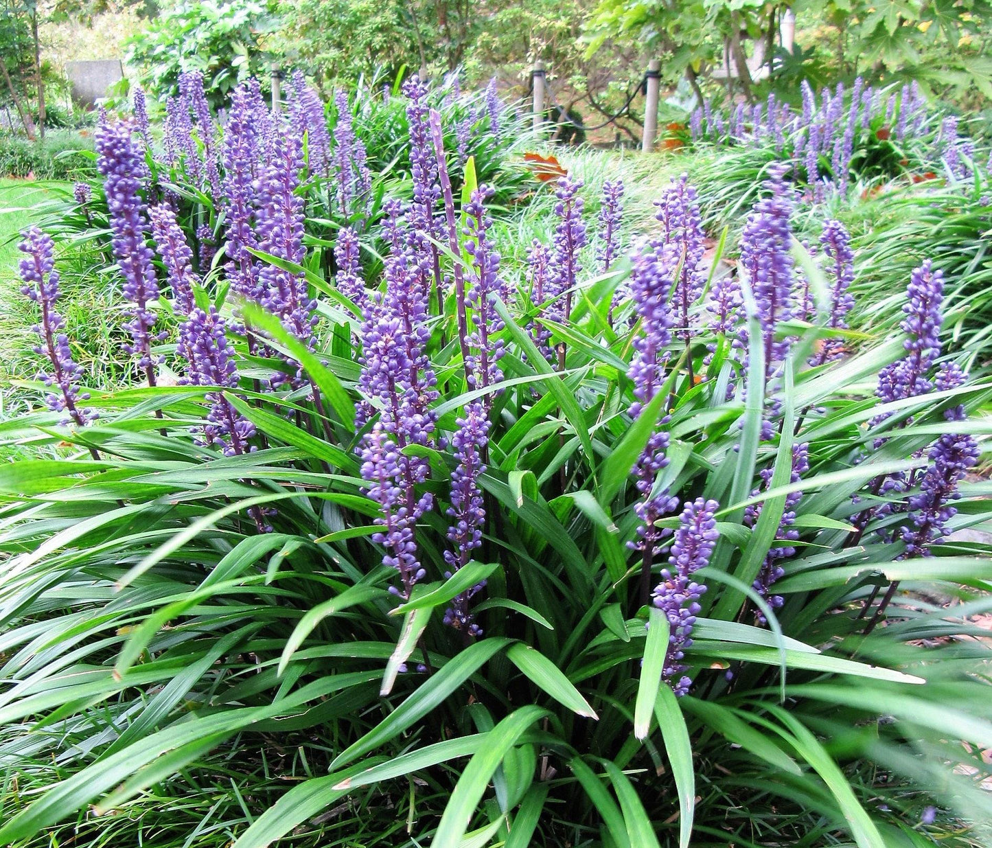 Q041 Liriope Muscari Big Blue - View 2 from www redcrocus com