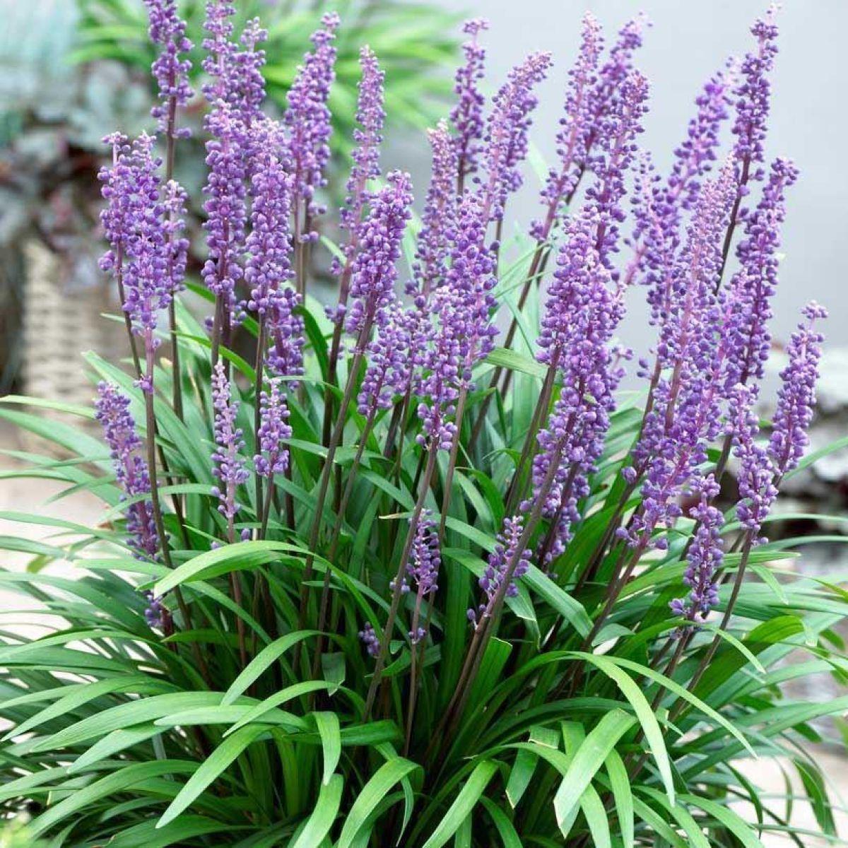 Q041 Liriope Muscari Big Blue - View 3 from www redcrocus com