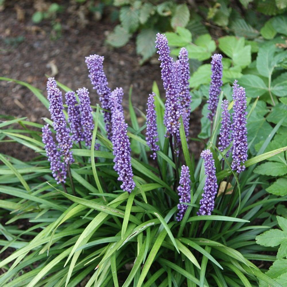 Q041 Liriope Muscari Big Blue - View 4 from www redcrocus com