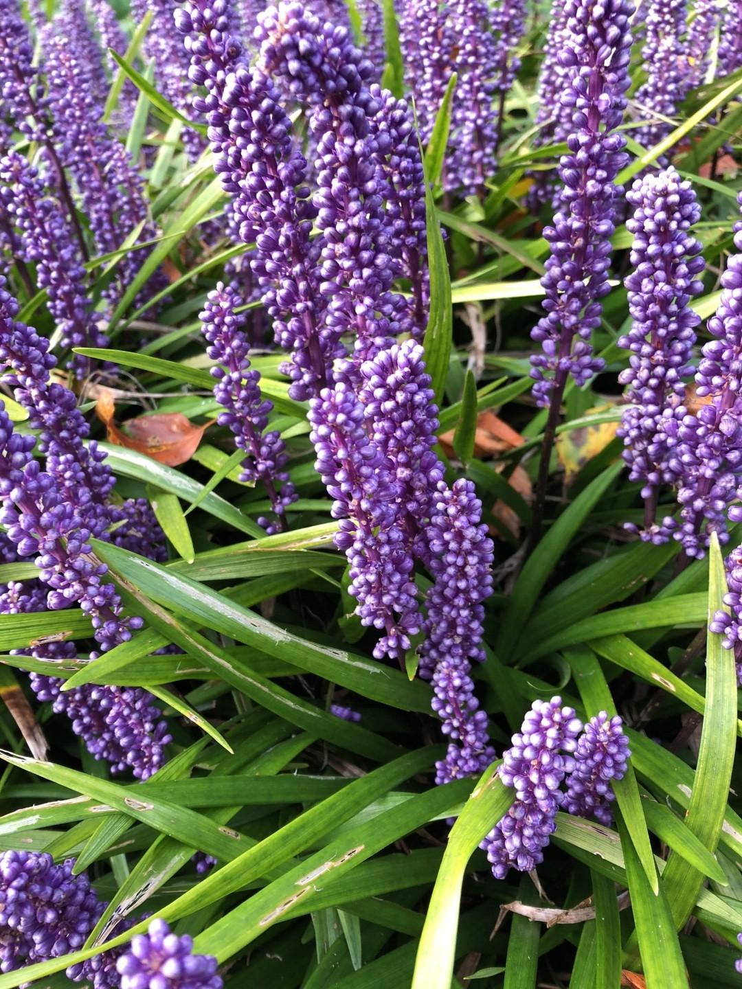 Q041 Liriope Muscari Big Blue - View 5 from www redcrocus com