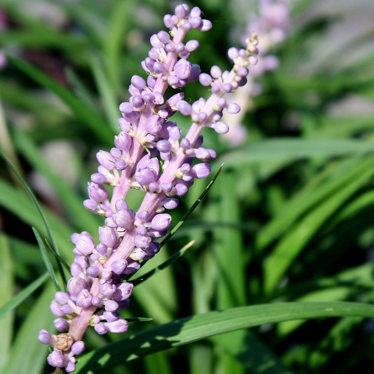 Q041 Liriope Muscari Big Blue - View 6 from www redcrocus com