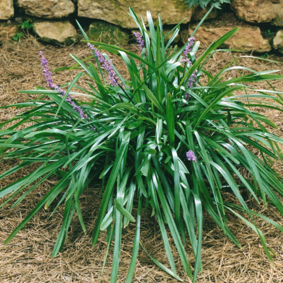 Q041 Liriope Muscari Big Blue - View 7 from www redcrocus com