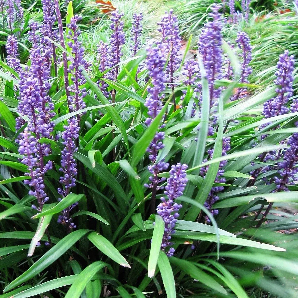 Q041 Liriope Muscari Big Blue - View 8 from www redcrocus com