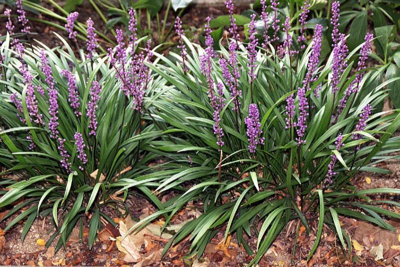 Q041 Liriope Muscari Big Blue - View 8 from www redcrocus com