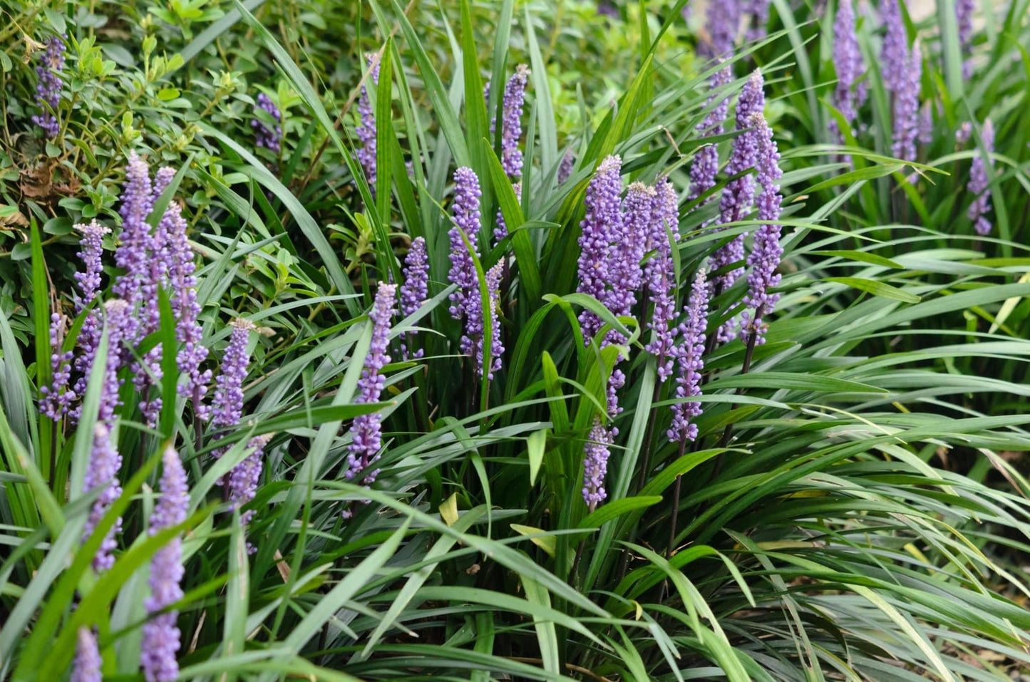 Q041 Liriope Muscari Big Blue - View 9 from www redcrocus com