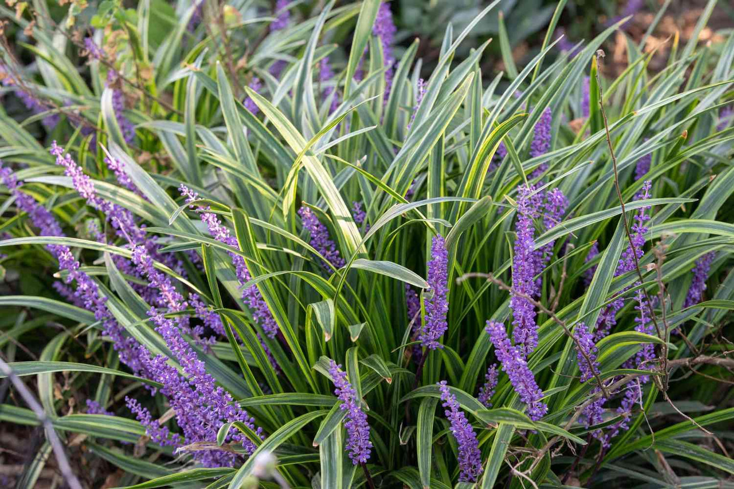 Q042 Liriope Spicata - View 12 from www redcrocus com