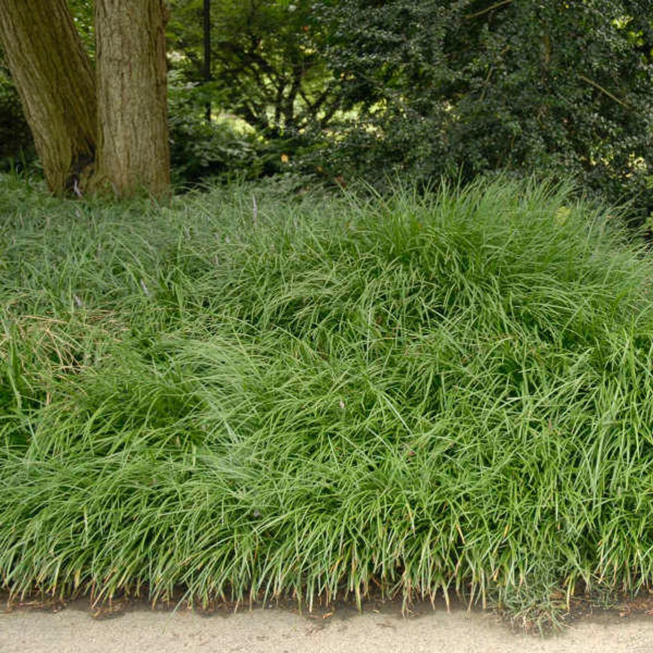 Q042 Liriope Spicata - View 13 from www redcrocus com
