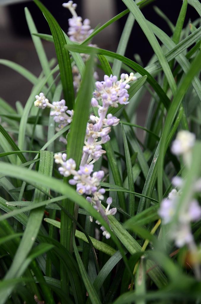 Q042 Liriope Spicata - View 14 from www redcrocus com