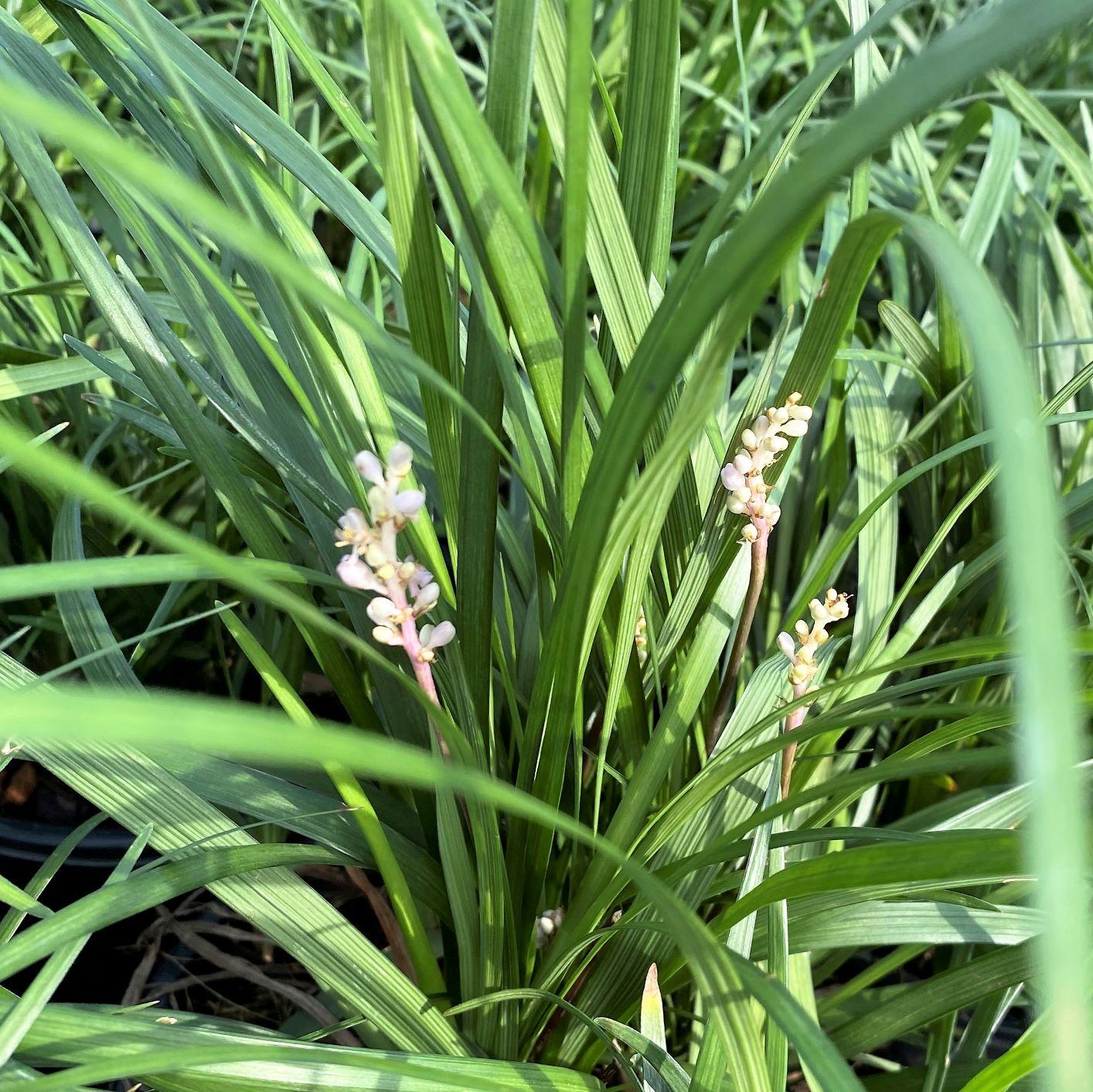 Q042 Liriope Spicata - View 15 from www redcrocus com