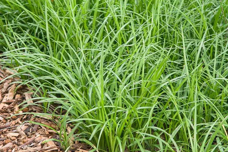 Q042 Liriope Spicata - View 16 from www redcrocus com