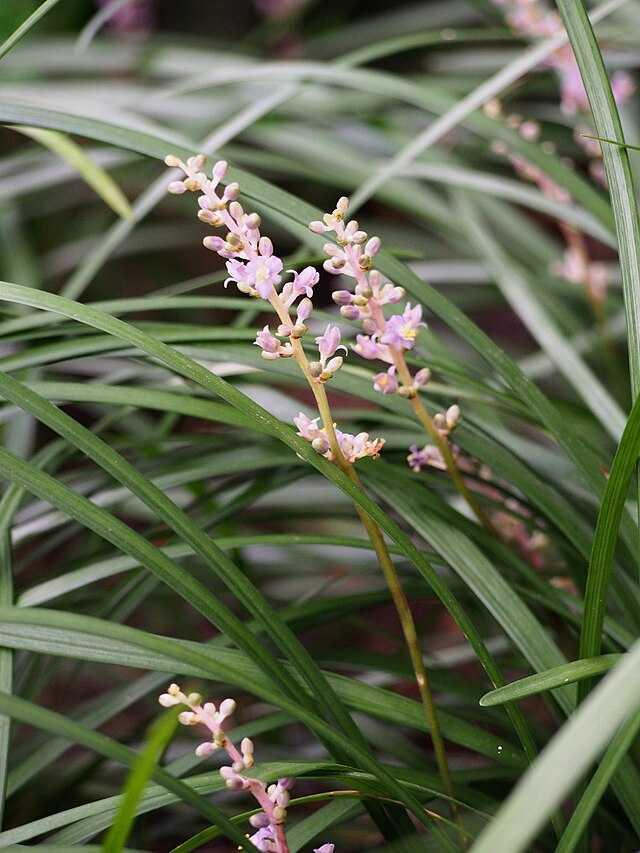 Q042 Liriope Spicata - View 17 from www redcrocus com