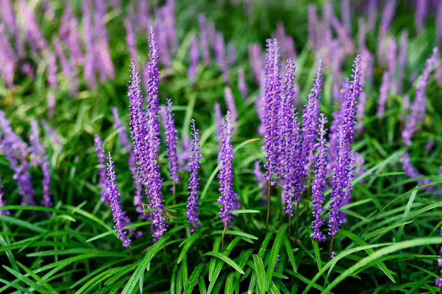 Q042 Liriope Spicata - View 18 from www redcrocus com