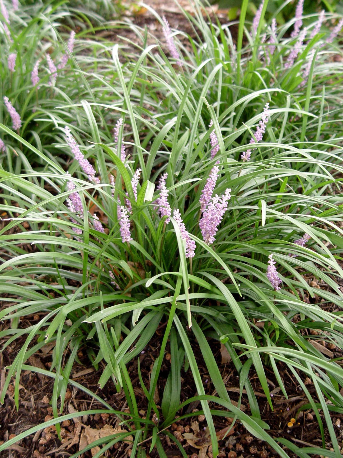 Q042 Liriope Spicata - View 19 from www redcrocus com