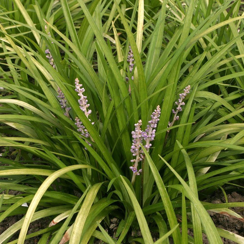 Q042 Liriope Spicata - View 2 from www redcrocus com