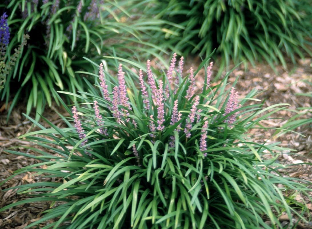 Q042 Liriope Spicata - View 3 from www redcrocus com