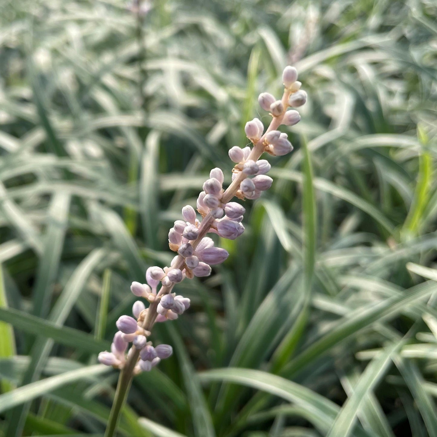 Q042 Liriope Spicata - View 4 from www redcrocus com