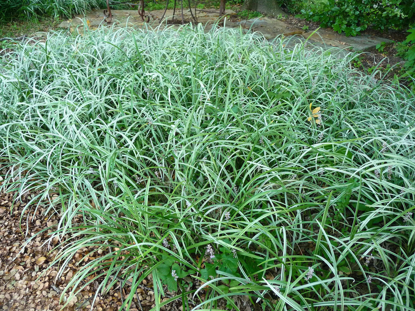 Q042 Liriope Spicata - View 5 from www redcrocus com