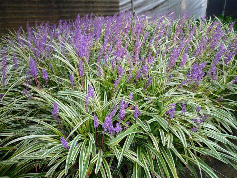 Q042 Liriope Spicata - View 8 from www redcrocus com