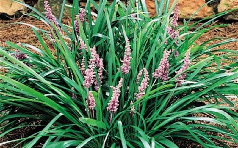 Q042 Liriope Spicata - View 9 from www redcrocus com