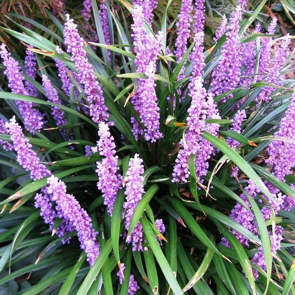 Q210 Liriope Muscari 'royal Purple' - View 15 from www redcrocus com