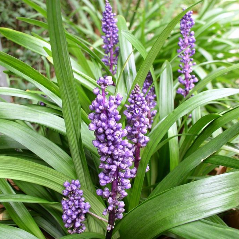 Q210 Liriope Muscari 'royal Purple' - View 16 from www redcrocus com