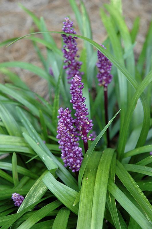 Q210 Liriope Muscari 'royal Purple' - View 16 from www redcrocus com