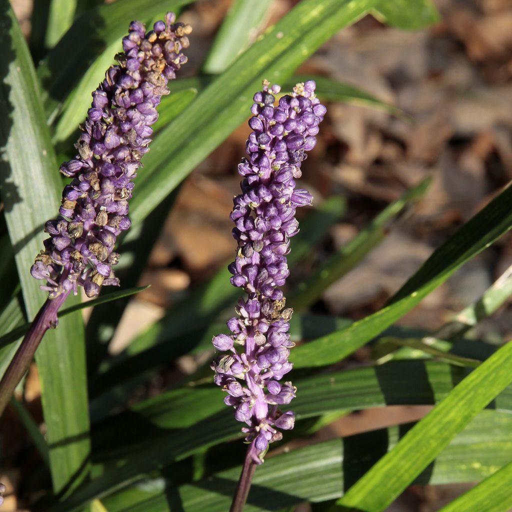 Q210 Liriope Muscari 'royal Purple' - View 17 from www redcrocus com
