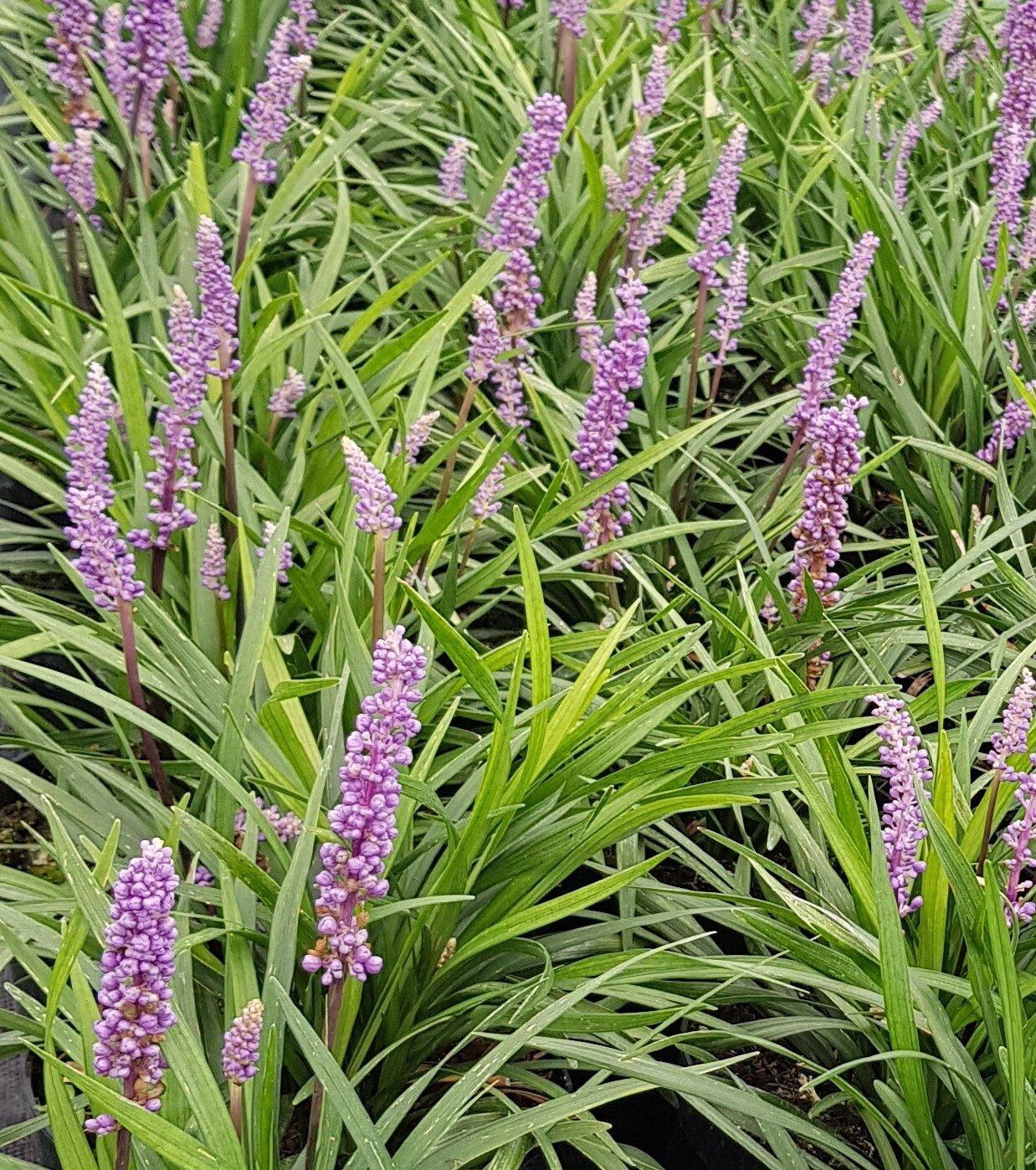 Q210 Liriope Muscari 'royal Purple' - View 18 from www redcrocus com
