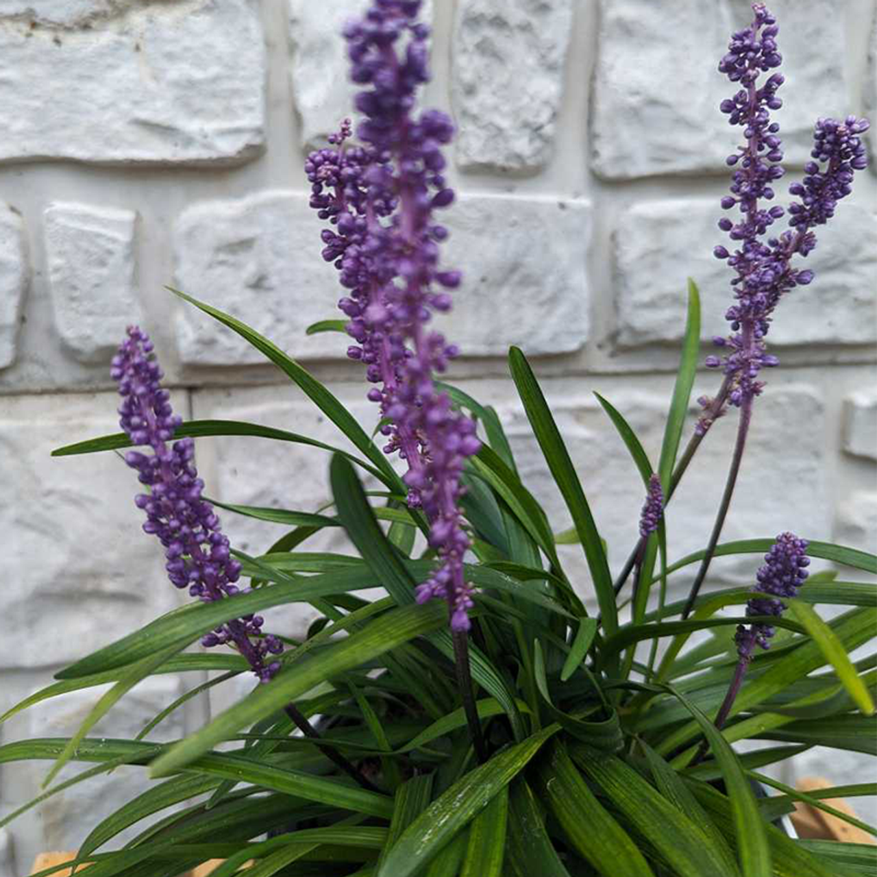 Q210 Liriope Muscari 'royal Purple' - View 19 from www redcrocus com
