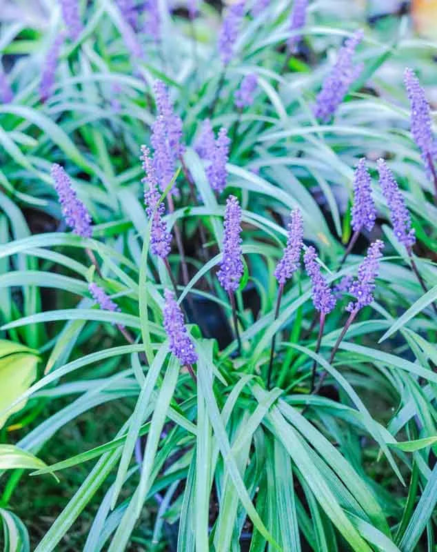 Q210 Liriope Muscari 'royal Purple' - View 1 from www redcrocus com