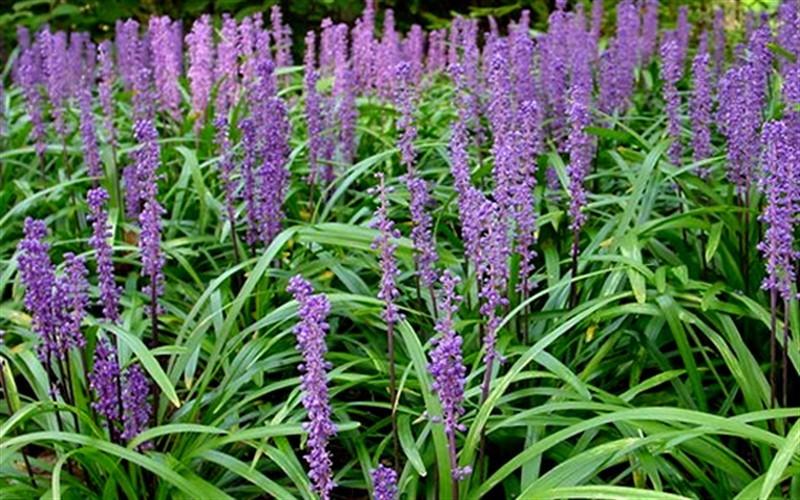 Q210 Liriope Muscari 'royal Purple' - View 1 from www redcrocus com