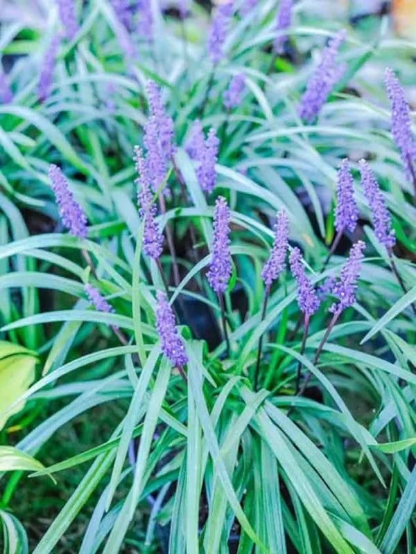 Q210 Liriope Muscari 'royal Purple' - View 22 from www redcrocus com