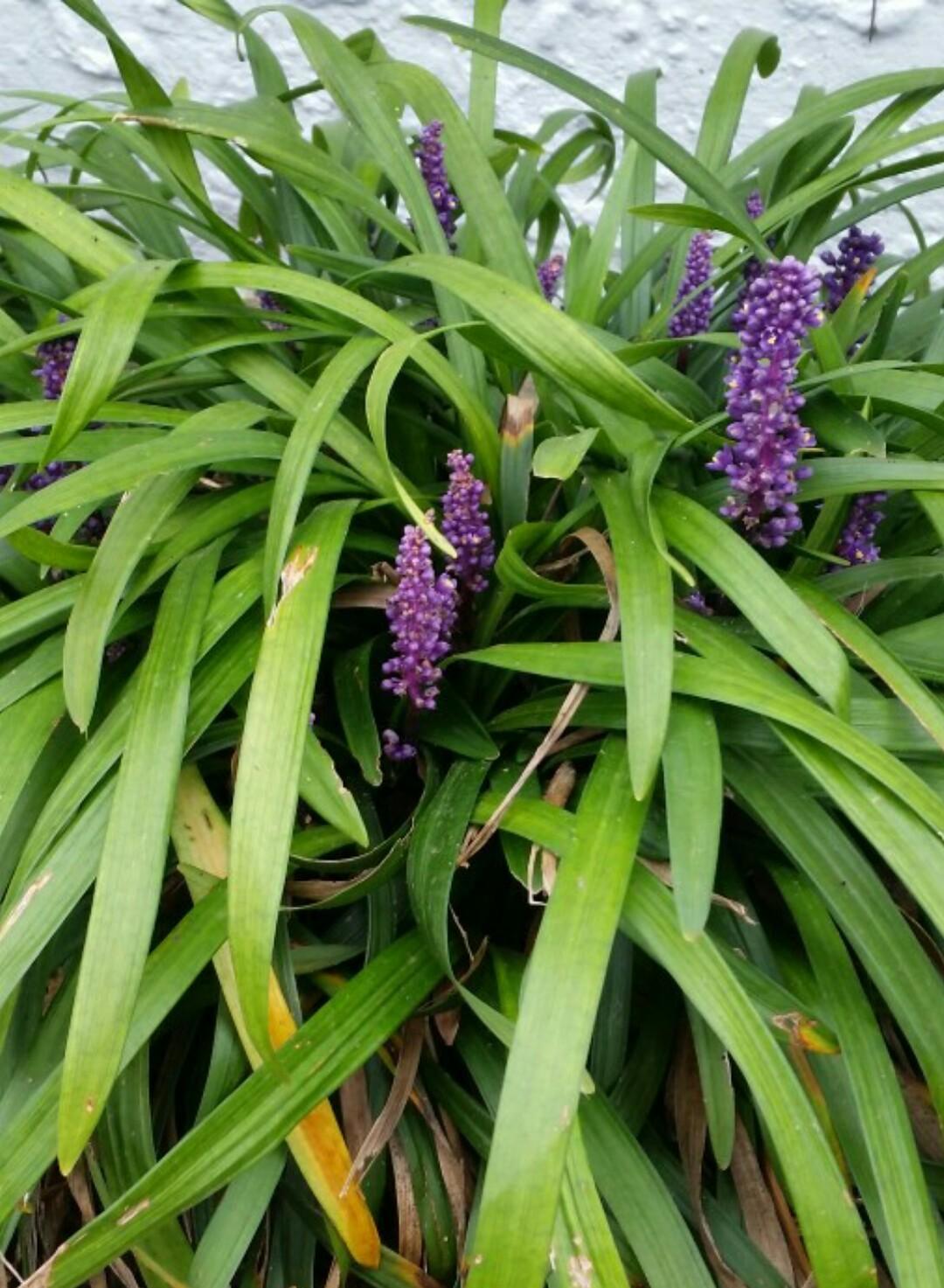 Q210 Liriope Muscari 'royal Purple' - View 28 from www redcrocus com