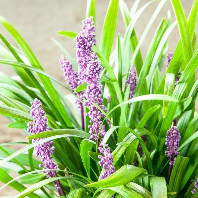 Q210 Liriope Muscari 'royal Purple' - View 29 from www redcrocus com