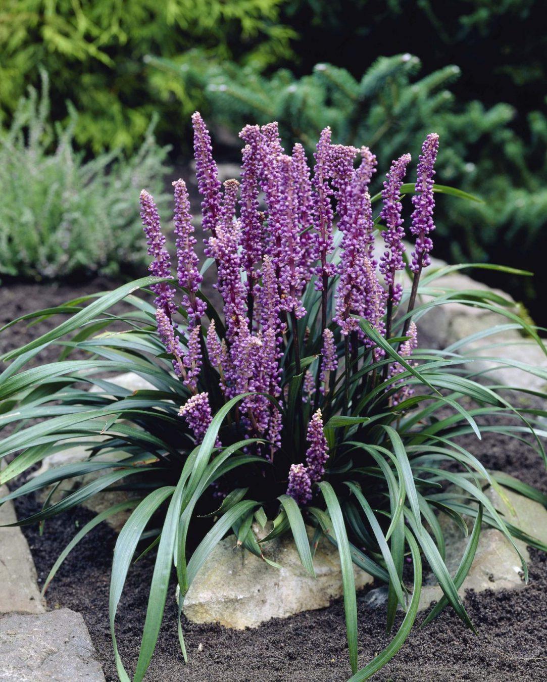 Q210 Liriope Muscari 'royal Purple' - View 2 from www redcrocus com