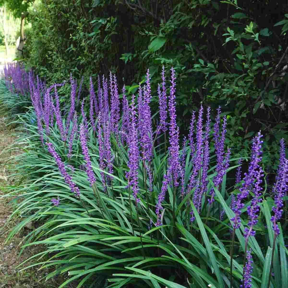Q210 Liriope Muscari 'royal Purple' - View 30 from www redcrocus com