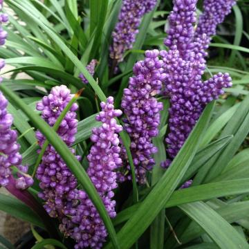Q210 Liriope Muscari 'royal Purple' - View 31 from www redcrocus com