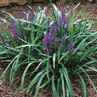 Q210 Liriope Muscari 'royal Purple' - View 32 from www redcrocus com