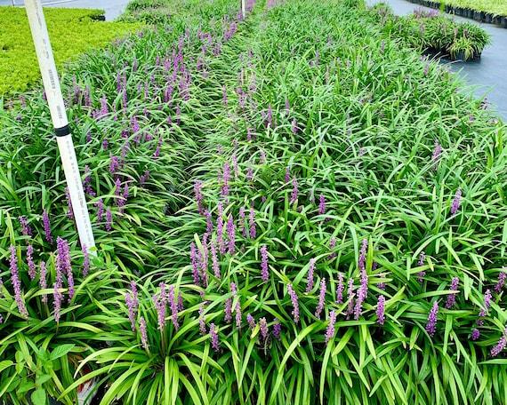 Q210 Liriope Muscari 'royal Purple' - View 34 from www redcrocus com