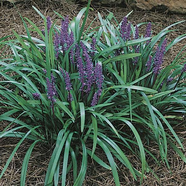 Q210 Liriope Muscari 'royal Purple' - View 35 from www redcrocus com