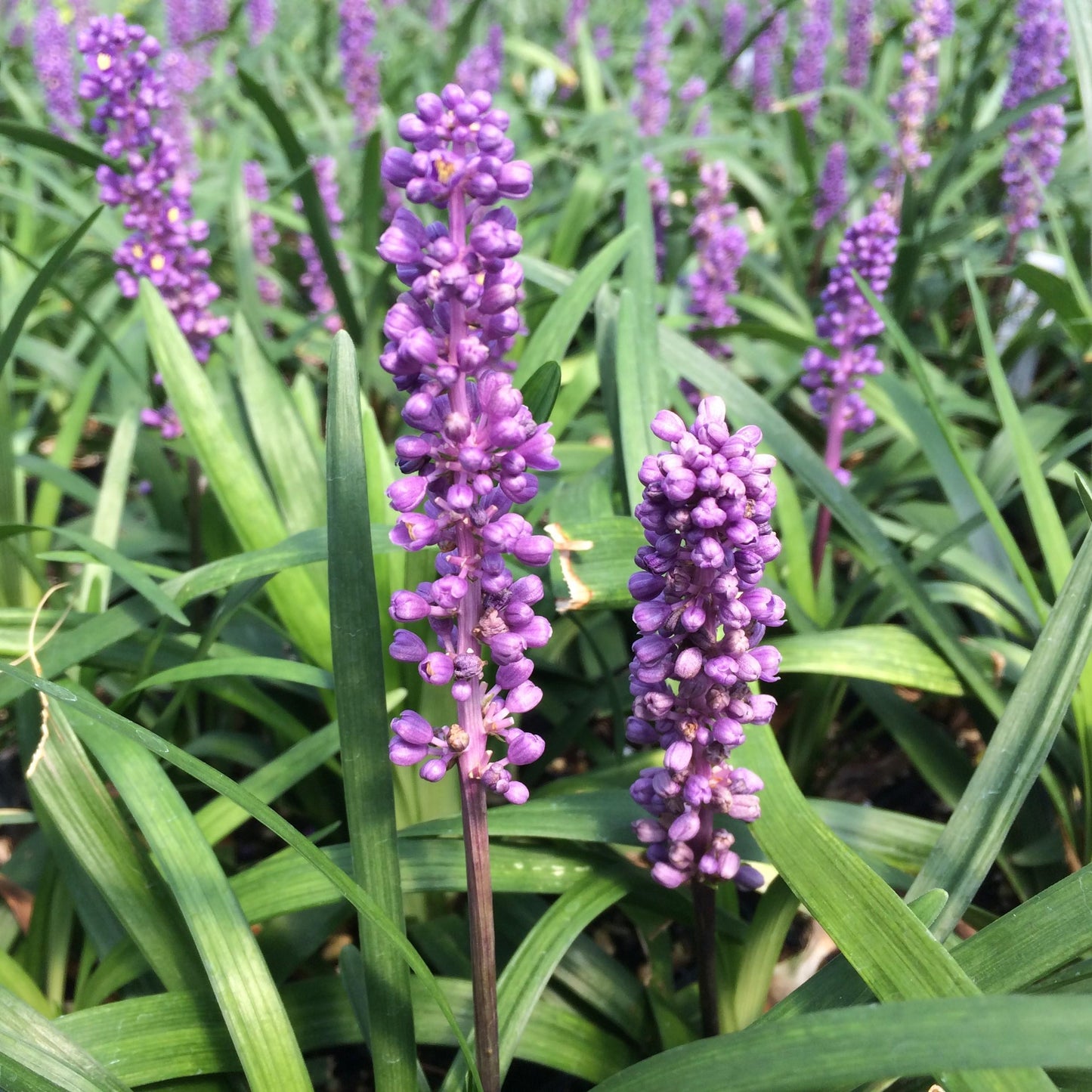 Q210 Liriope Muscari 'royal Purple' - View 4 from www redcrocus com
