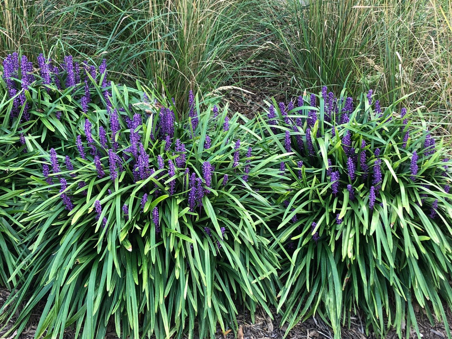 Q210 Liriope Muscari 'royal Purple' - View 5 from www redcrocus com