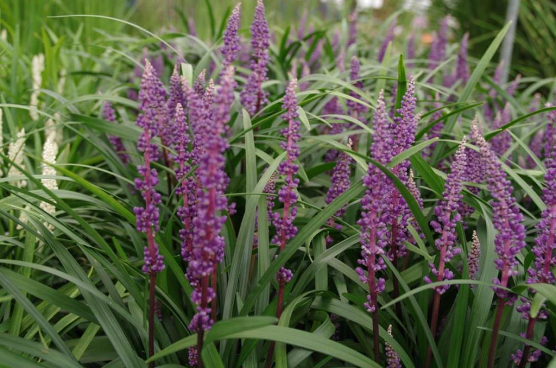 Q210 Liriope Muscari 'royal Purple' - View 6 from www redcrocus com