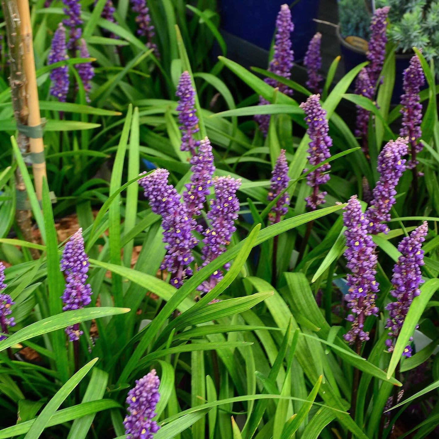 Q210 Liriope Muscari 'royal Purple' - View 7 from www redcrocus com